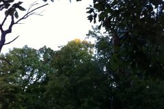 IMG_1247